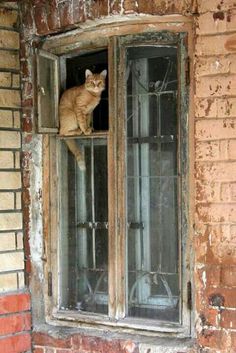 an orange cat sitting on top of a window sill next to a brick wall