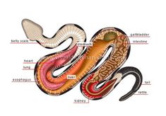 an image of the anatomy of a snake's body and its external organs, including the