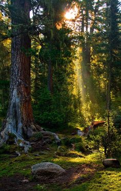 the sun is shining through the trees in the forest with rocks and grass on the ground