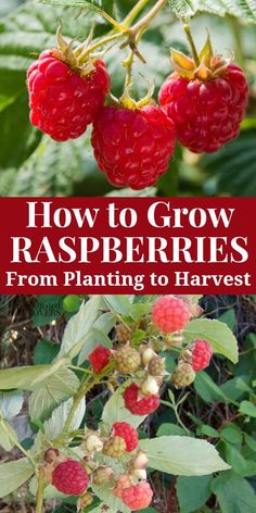 raspberries growing in the garden with text overlay that reads tips for growing raspberries