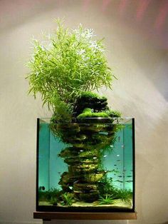 an aquarium with plants and rocks in it