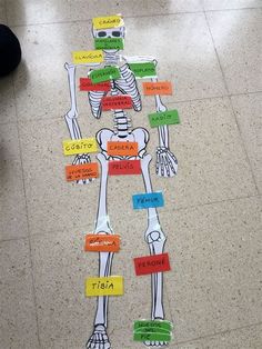 the skeleton is made up of different types of bones and words that spell out their names