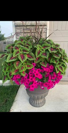 a large potted plant with purple flowers on the side of a house's front porch