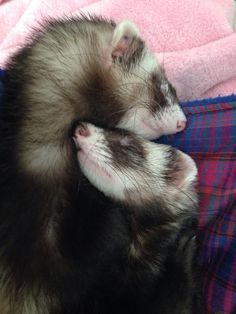 two ferrets are cuddling together on a pink and blue blanketed surface