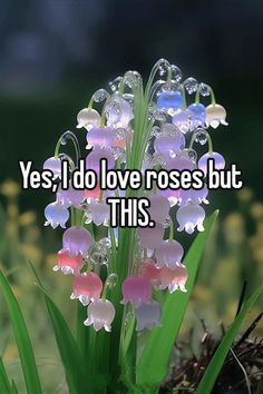 the words yes i do love roses but this are in front of some pink and white flowers