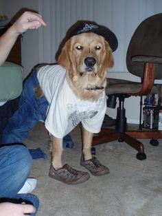 a dog wearing a t - shirt and hat while sitting on the floor next to a person