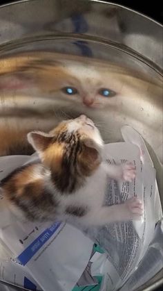 a kitten is looking at its reflection in the mirror