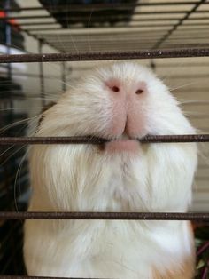 a close up of a guinea pig in a cage with its mouth hanging over the bars