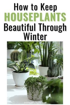 Houseplants with the text overlay: How to Keep Houseplants Beautiful Through Winter. Garden Betty, Living Wall Indoor, Plants Beautiful, Kill Bugs, Houseplant Care, Plant Tips, Air Plants Care, Types Of Succulents, Top Diy