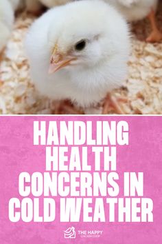 Raising Chicks in the Winter | The Happy Chicken Coop