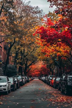 cars parked on the side of a street in front of trees with orange and red leaves