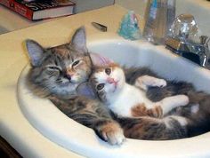 two cats laying in a sink with caption that reads, we don't always soak in your sink, but when we do we prefer it without water