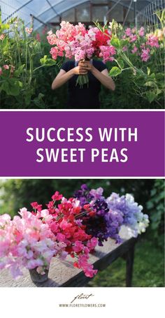 a woman holding flowers in her hands with the words success with sweet peas