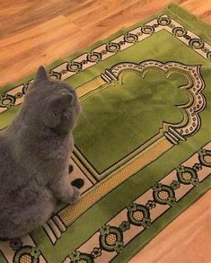 a gray cat sitting on top of a green rug