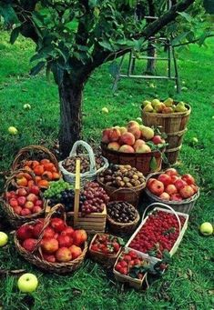 an apple tree with lots of apples in baskets on the ground next to some fruit