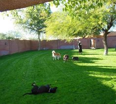 several dogs are standing in the grass near a fence