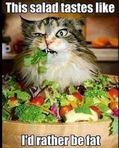 a cat is sitting in a bowl full of salad