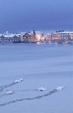 three swans are swimming in the water near some buildings and snow covered ground at night