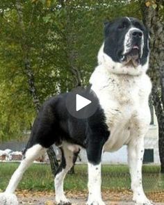 a large black and white dog standing next to a tree