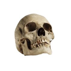 a human skull is shown on a white background