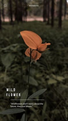 an orange flower with the words wildflower on it in front of a forest background