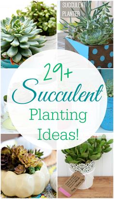 some succulent plants are sitting on top of each other with the words, 24 succulent planting ideas