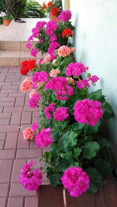 pink and red flowers are growing on the side of a building next to a brick walkway