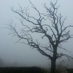 a bare tree with no leaves in the fog