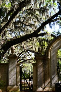 an old gate with moss growing on the trees overhanging it's entrance