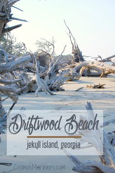 driftwood beach in jekyll island, georgia with text overlaying it