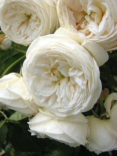 some white flowers that are in the grass