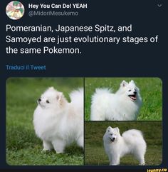 two white dogs standing on top of a grass covered field