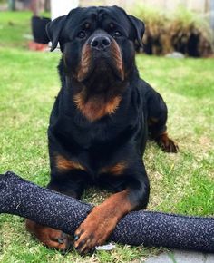 a large black and brown dog laying on top of grass