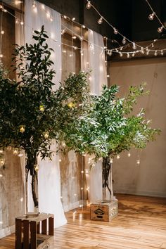 two trees in vases with lights strung from them