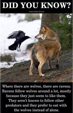 a wolf standing next to a black bird