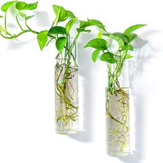 two vases with plants in them on a white background, one is filled with water and the other has green leaves