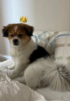 a small dog sitting on top of a bed