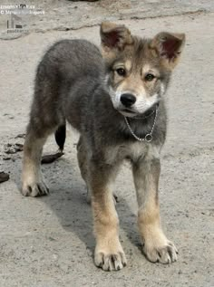 a small dog standing on top of a cement ground