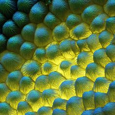 some green and blue sea urchins are close together