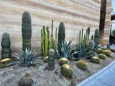 cactuses and cacti in front of a wall on the side of a building