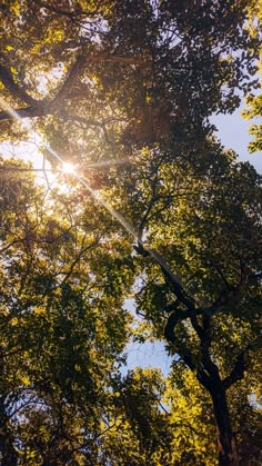 the sun shines through the leaves of trees