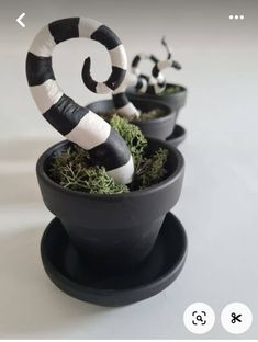 three black and white candy canes in small pots with moss on the bottom one is shaped like a snake