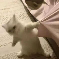 a small white cat standing on top of a bed next to a persons leg and arm