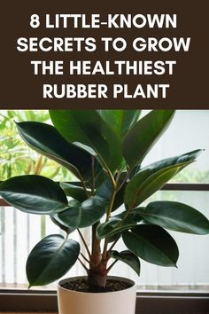 a potted plant with the title 8 little known secrets to grow the healthiest rubber plant