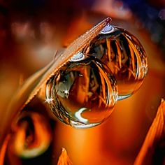 two water drops on top of each other in front of an orange plant with leaves