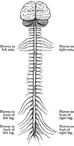 diagram of the nervous system, vintage engraving - stock image