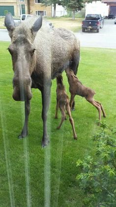 an adult warthog and two baby warthogs on the grass in front of a house