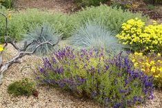 the garden is full of colorful flowers and plants, including lavenders and other wildflowers