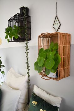 plants are hanging on the wall next to pillows