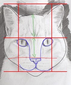 a drawing of a cat's face with the lines drawn to show it's size